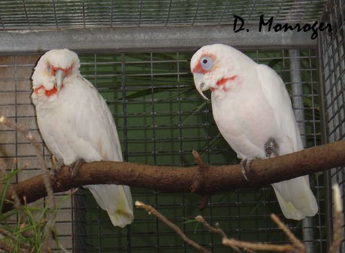 Loro Parque 72.jpg
