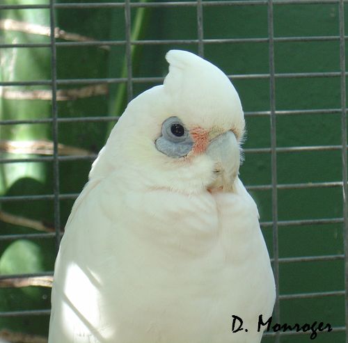 Loro Parque 73.jpg