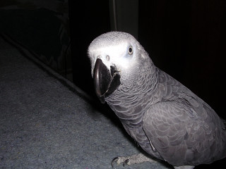 perroquet 023.jpg