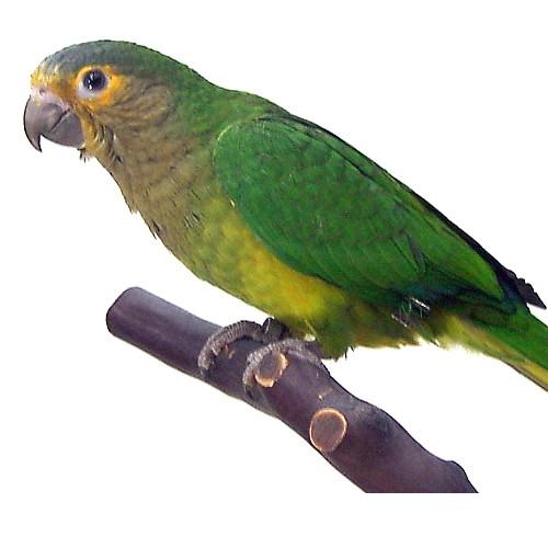 oiseau 5.JPG