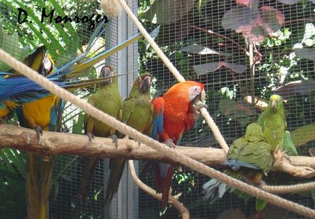 Loro Parque 62.jpg