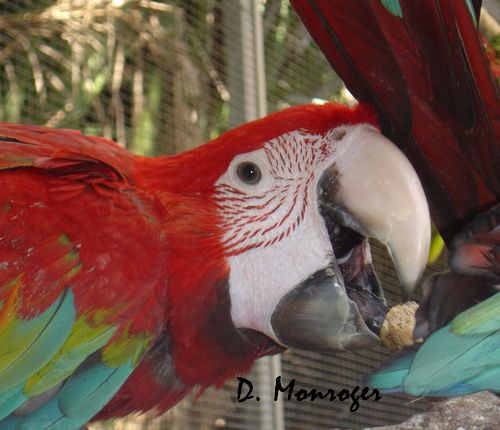 Loro Parque 61.jpg