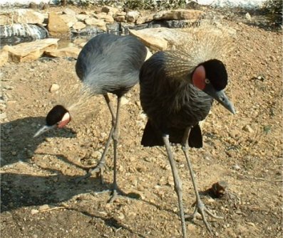 grues cn2.jpg