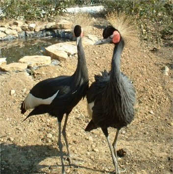 grues cn3.jpg