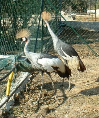 grues cg1.jpg