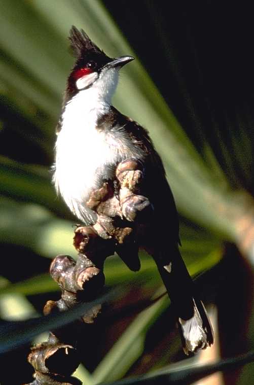 Red-whiskered%20bulbul.jpg