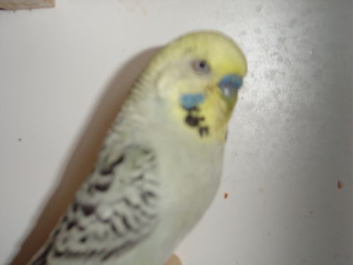 pooki.jpg