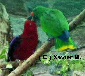 eclectus walshrode1jpg.jpg