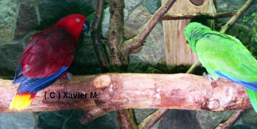 eclectus couple wal.jpg