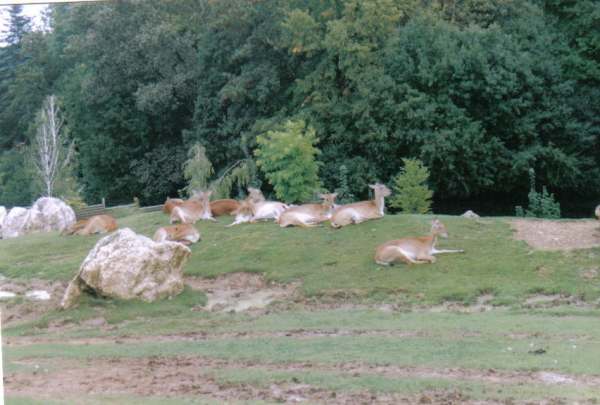 beauval18r.jpg