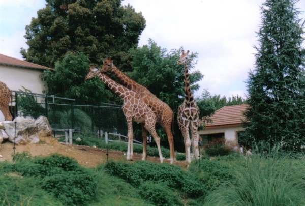 beauval16r.jpg
