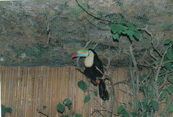 beauval15r.jpg
