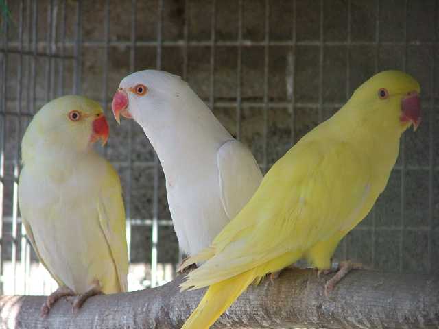 Coll.jpg