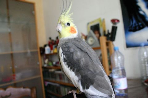 Paco.JPG