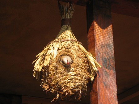 gouttisa.jpg