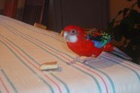 pepito 028 (1).jpg