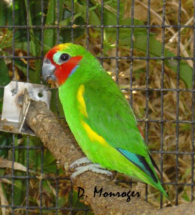 Loro Parque 31.jpg