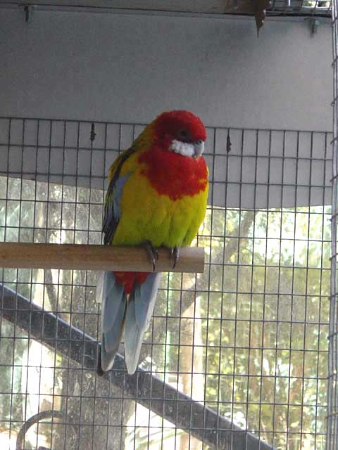Omnis_Femelle_005.jpg