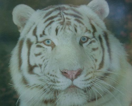 Tigre Beauval.jpg