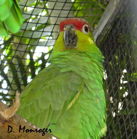 Loro Parque 2.jpg