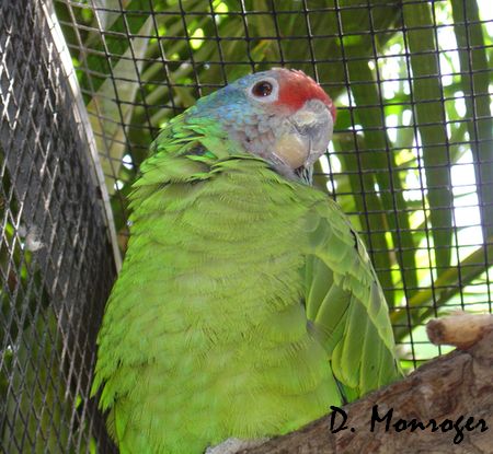 Loro Parque 3.jpg