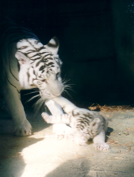 tigre B Beauv.jpg