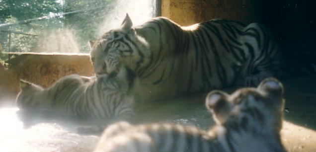 tigre B jeu mum.jpg