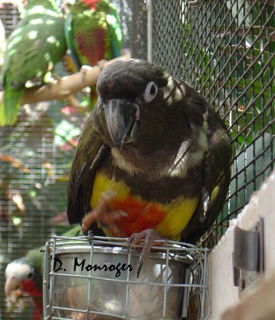 Loro Parque 30.jpg