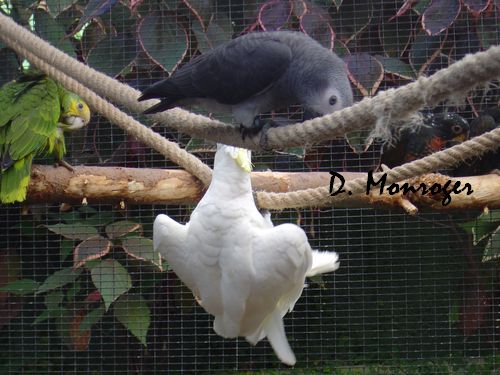 Loro Parque 36.jpg