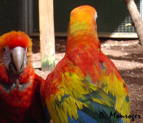 Loro Parque 37.jpg