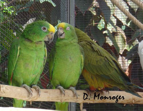Loro Parque 41.jpg