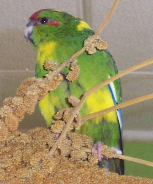 kakariki3.jpg