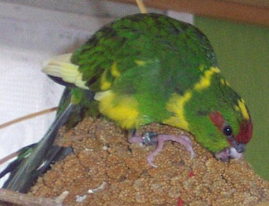 kakariki2.jpg