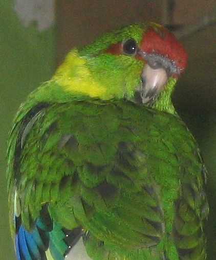 kakariki1.jpg