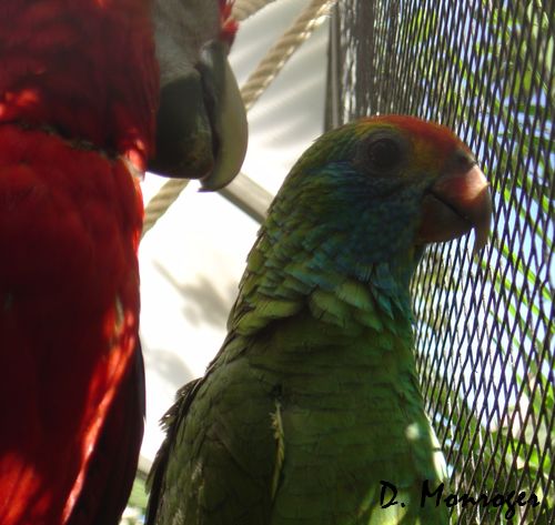 Loro Parque 38.jpg