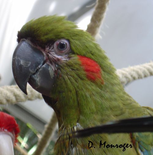 Loro Parque 39.jpg