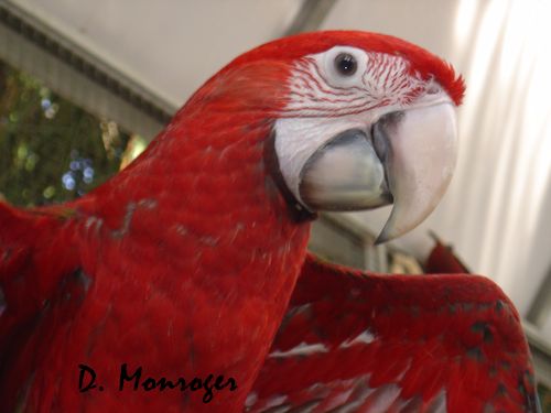 Loro Parque 40.jpg