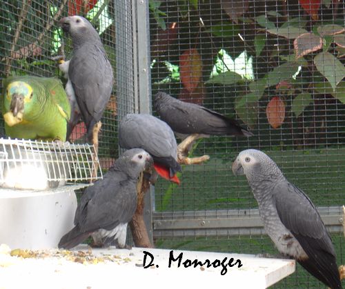 Loro Parque 42.jpg