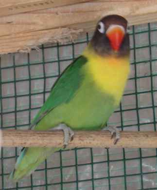 femvertefoncÃ©e2003.jpg