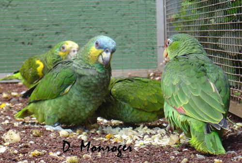 Loro Parque 44.jpg