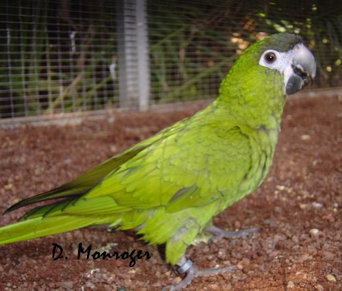 Loro Parque 47.jpg