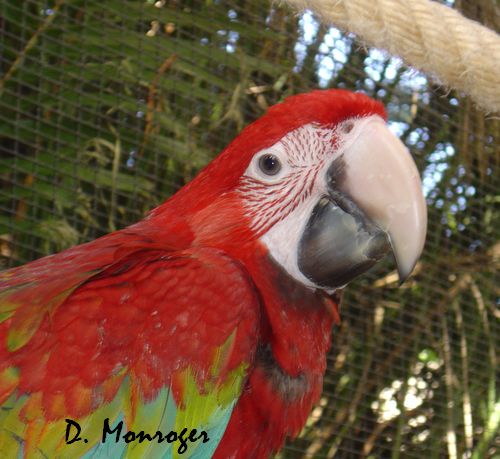 Loro Parque 46.jpg