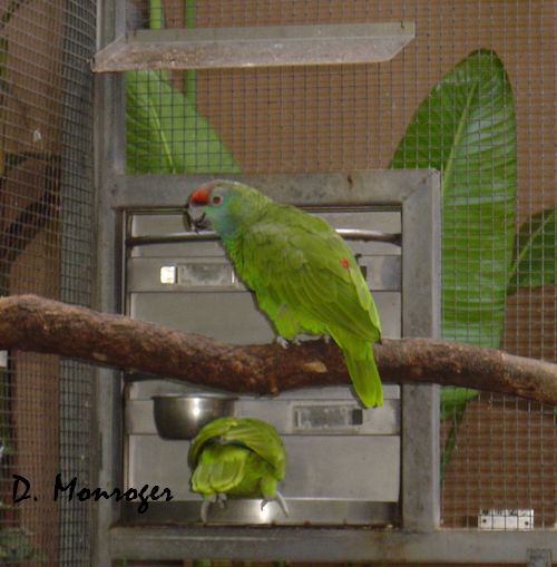 Loro Parque 5.jpg