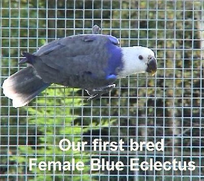 blueeclectus.jpg