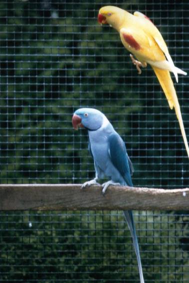 alexandrineparakeetbluelutinomutation.jpg