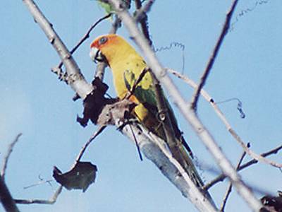 sun conure.jpg