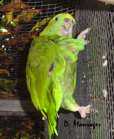 Loro Parque 6.jpg