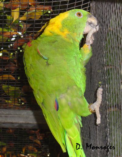 Loro Parque.jpg