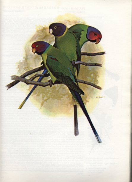 psittaculas.jpg