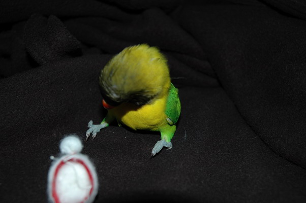 10Img2004-12-25-0052_redimensionner.JPG